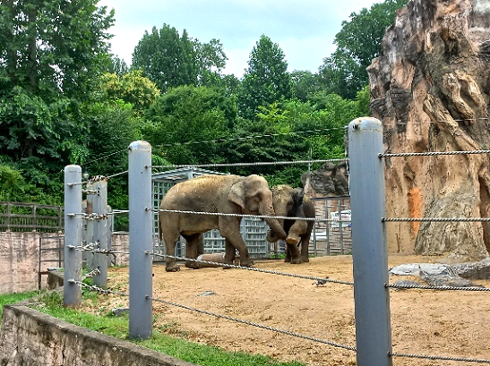 elephants