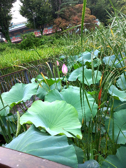 greens